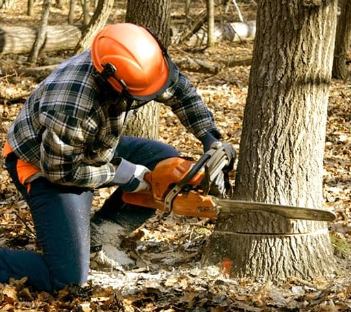 Tree Removal in Gwinner, ND